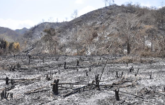 Brigada Forestal sancionará a quienes incurran en tala y quema de árboles